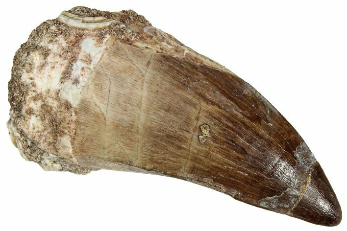Fossil Mosasaur (Prognathodon) Tooth - Morocco #322718